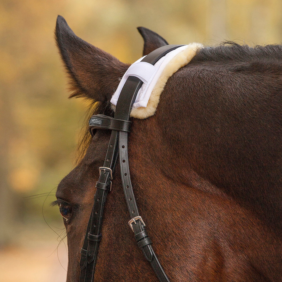 Lambskin Noseband or Poll Protection