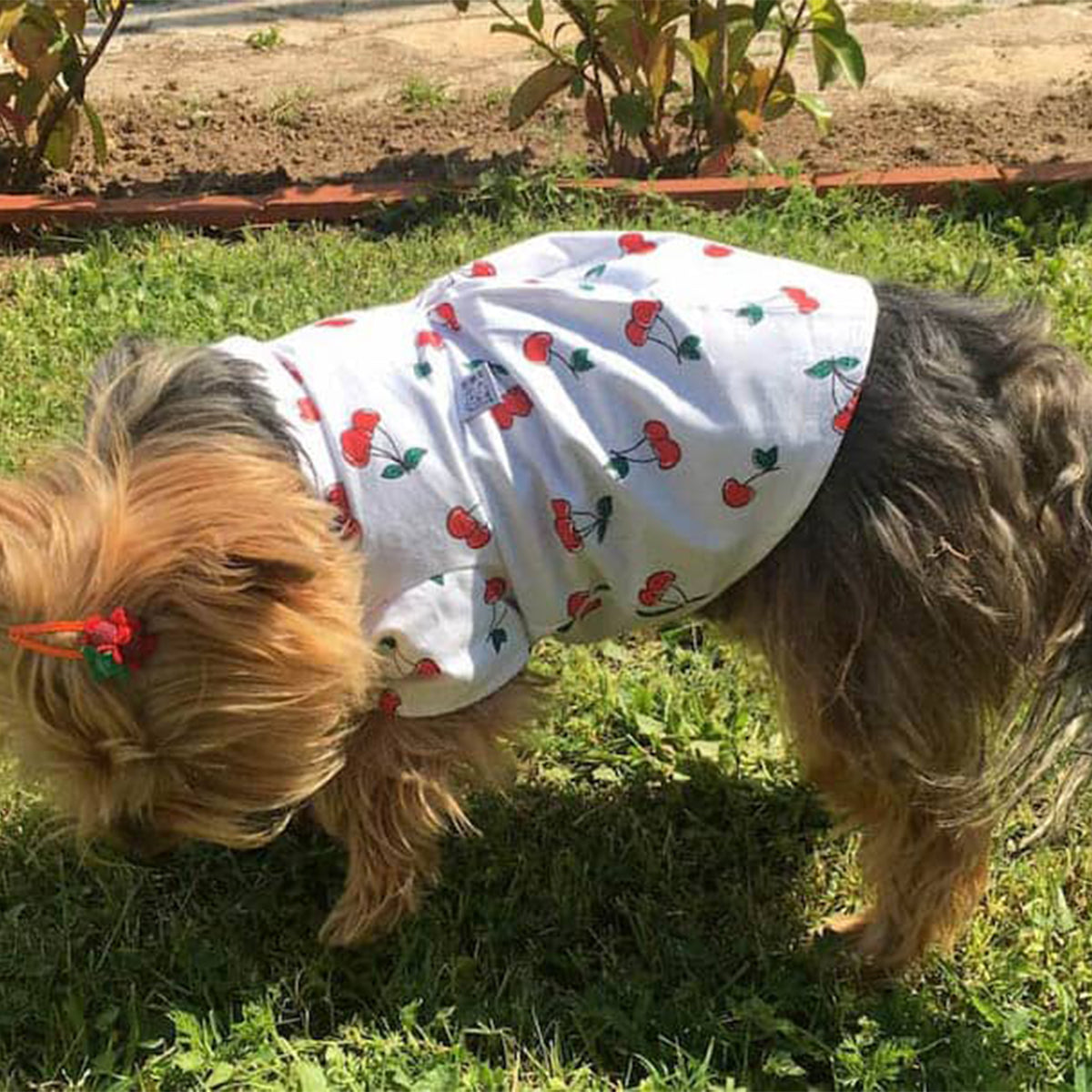 Oli and Lui Dog Shirt Cherry