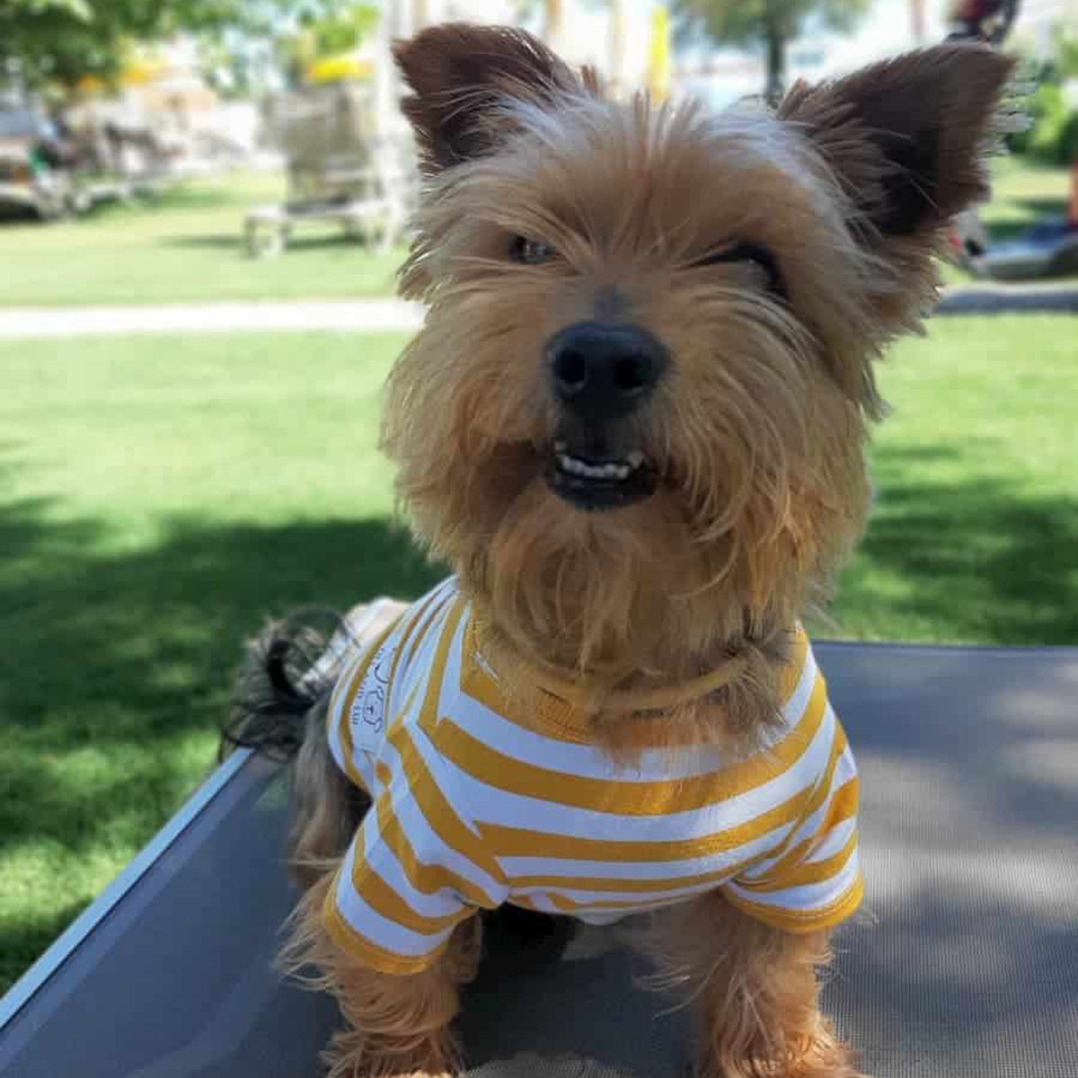 Oli and Lui Dog T-shirt Stripes