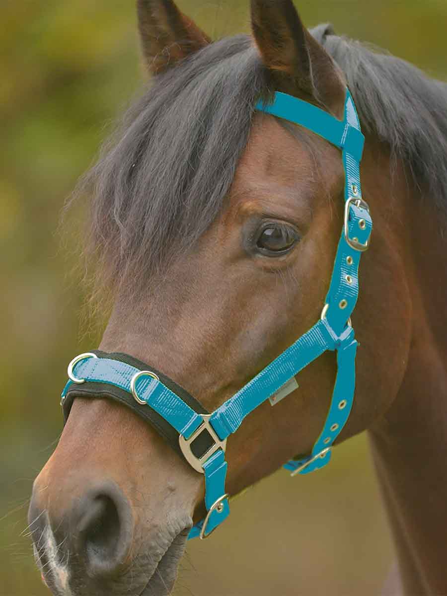 Economic Lunging Halter