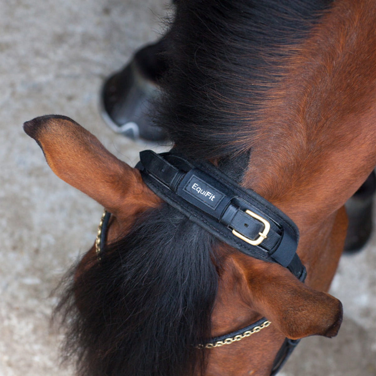 EquiFit®  ImpacTeq™ Crown Pad