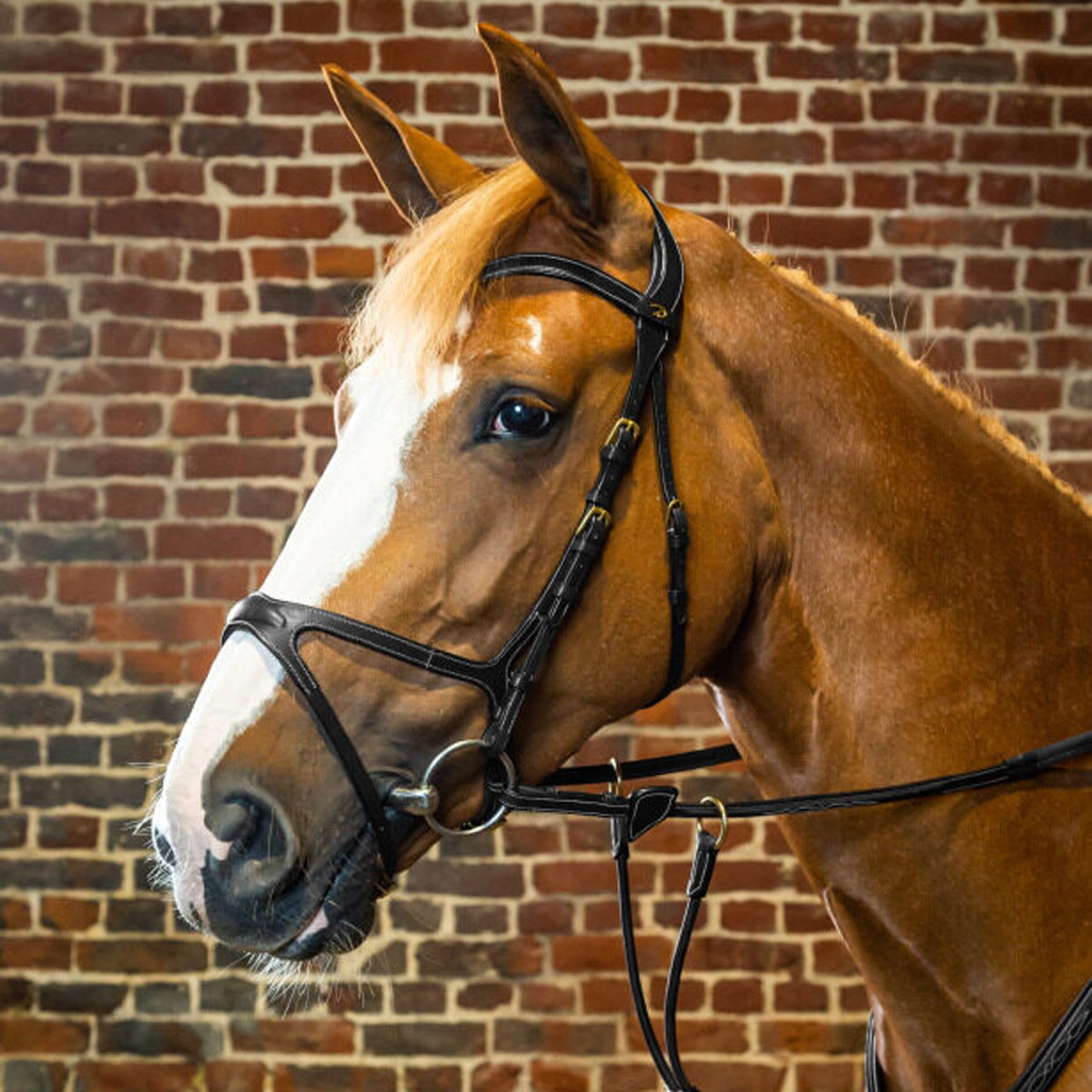 DY'ON X-Fit Bridle D Collection