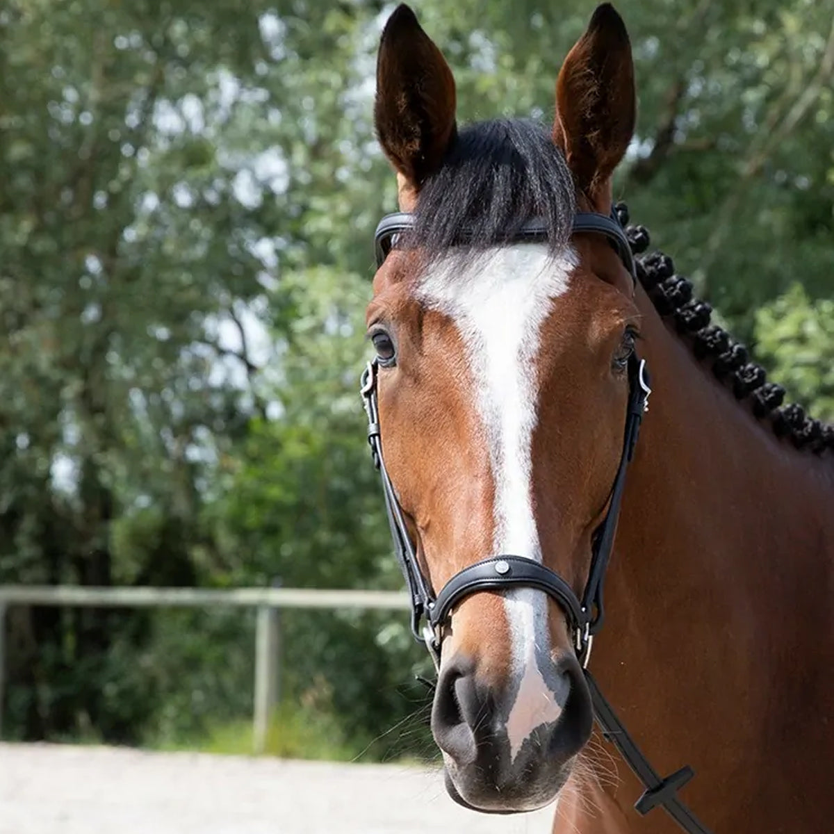 Antares Origin Anatomic Drop Noseband Bridle