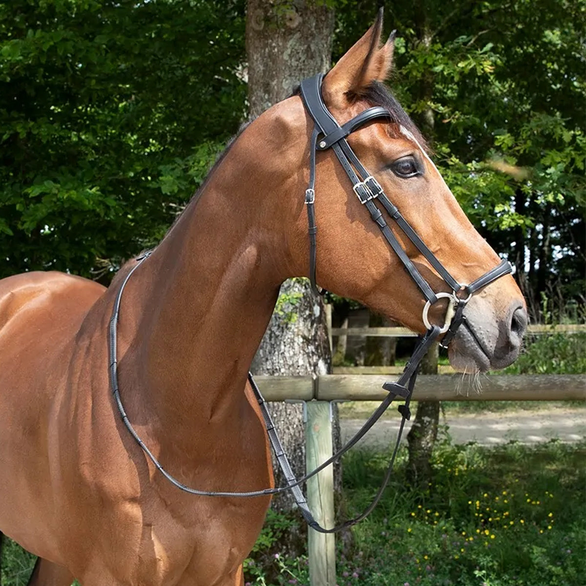 Antares Origin Anatomic Drop Noseband Bridle