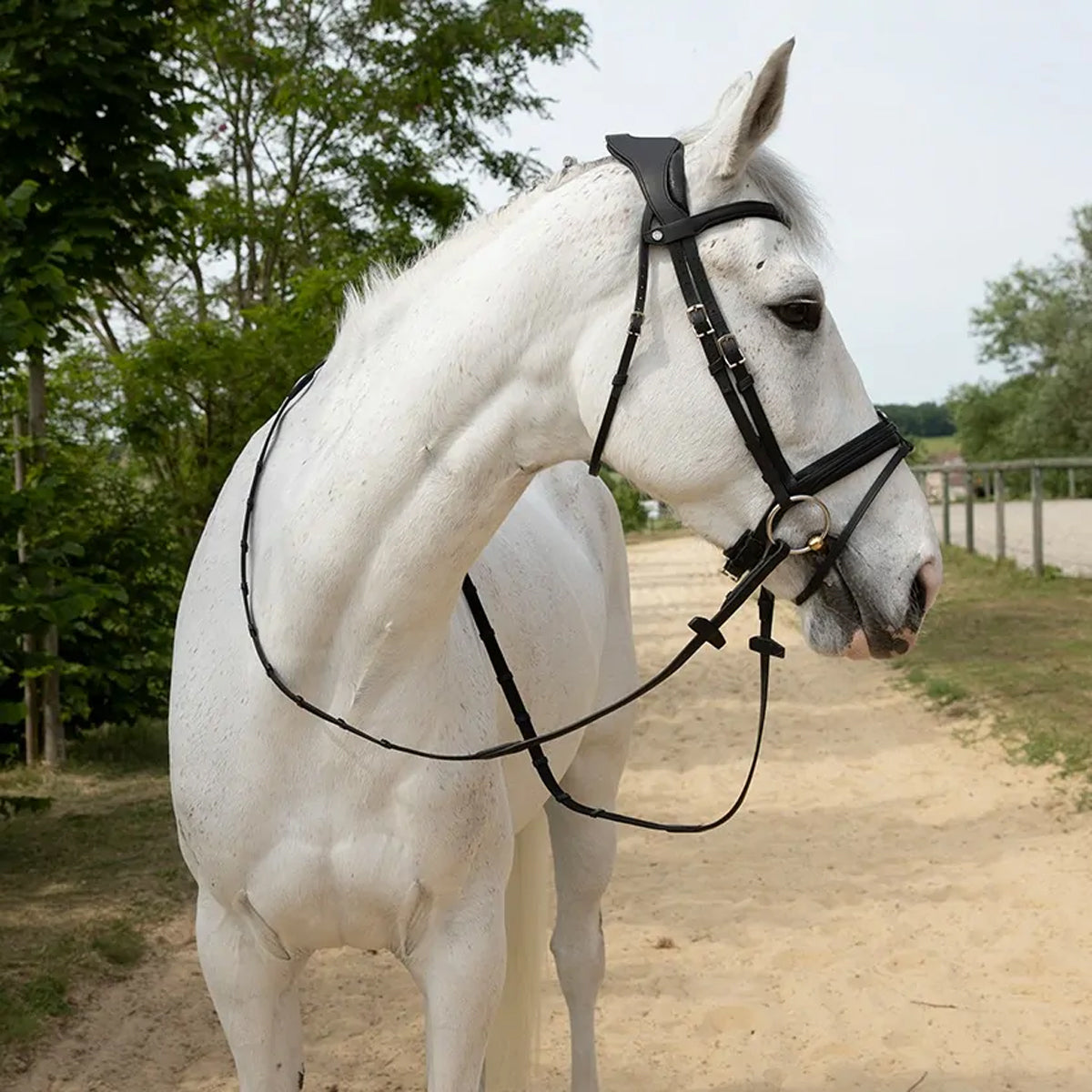 Antares Precision Comfort Bridle Noseband