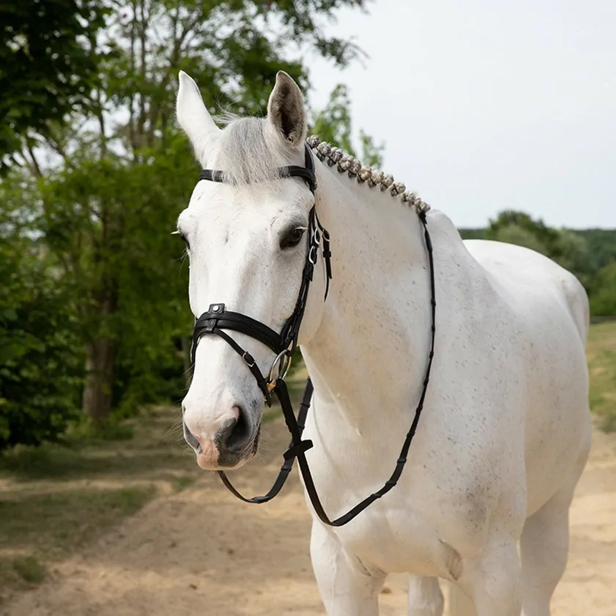 Antares Precision Comfort Bridle Noseband