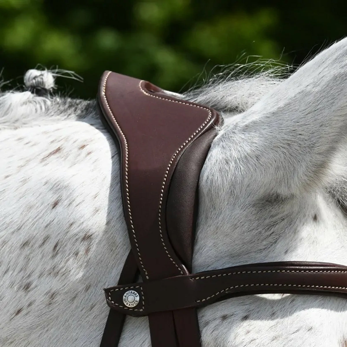Antares Precision Comfort Bridle Noseband