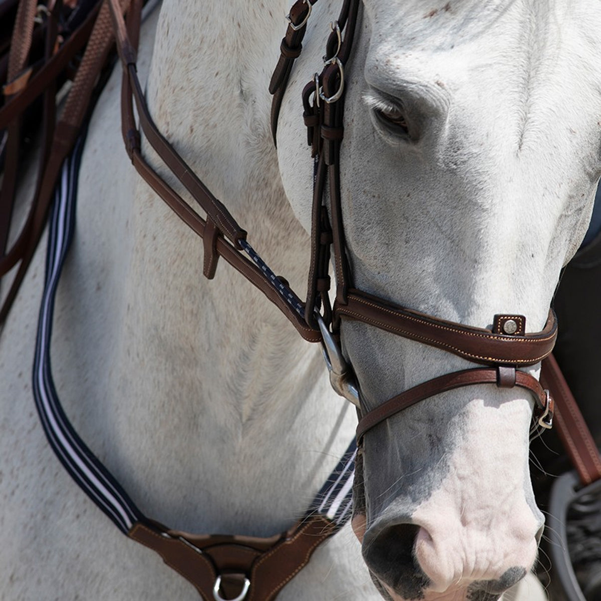 Antares Precision Gag Reins