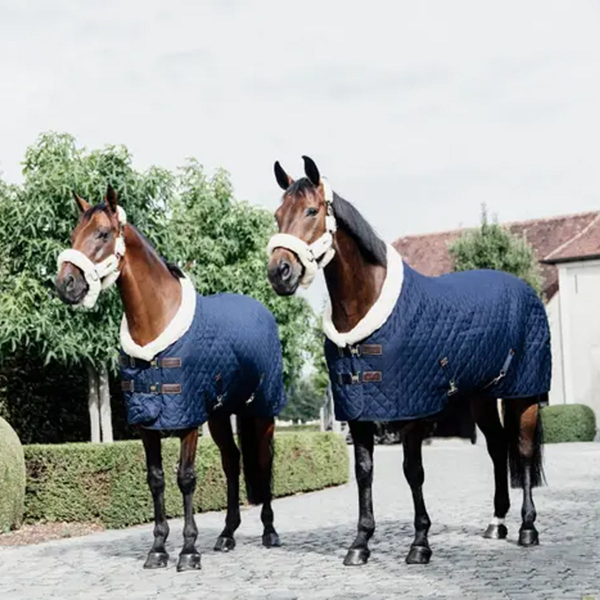 Kentucky Show Rug 160gm