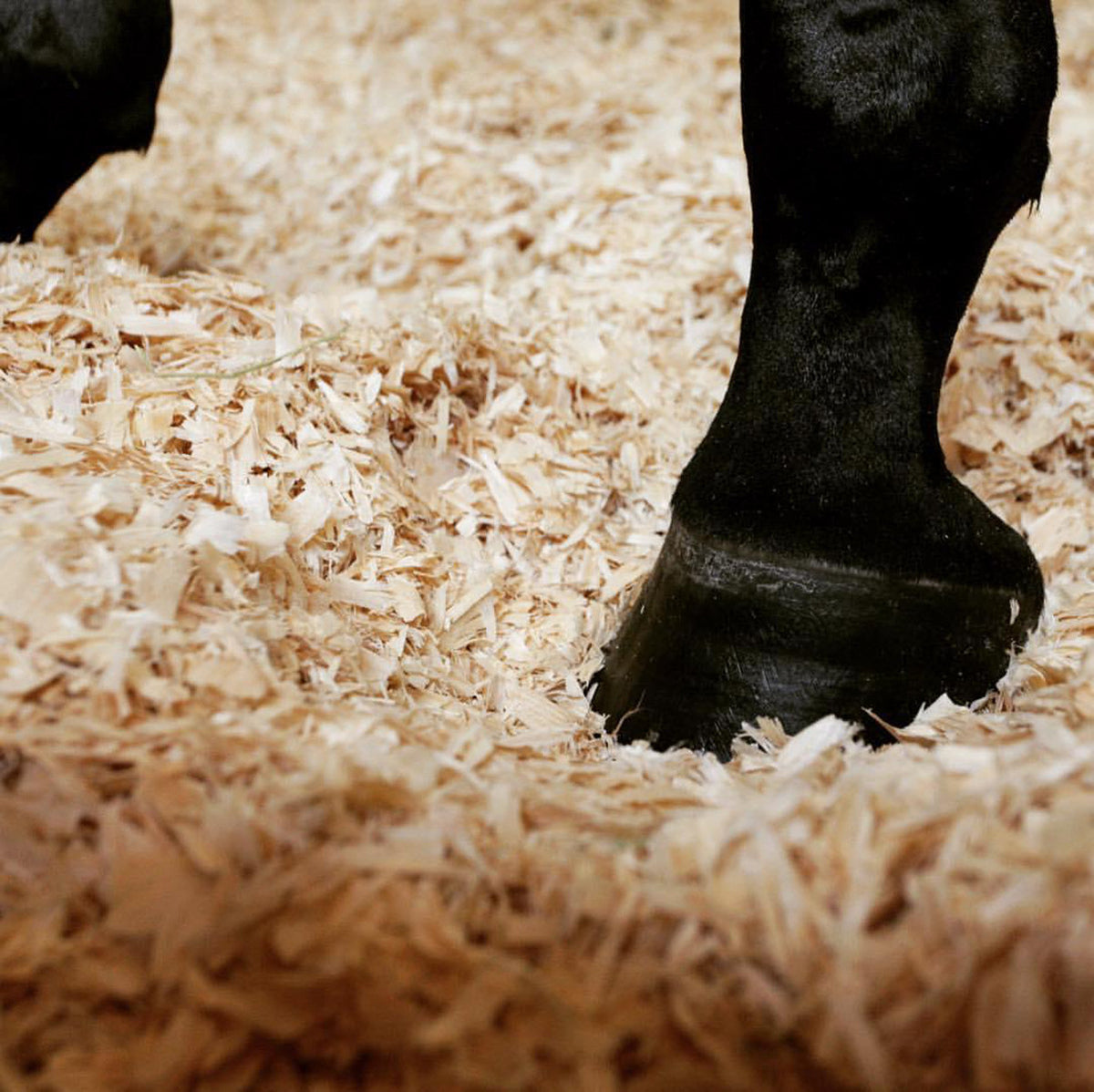 Plospan Wood Shavings ‘Excellent’ Fiber