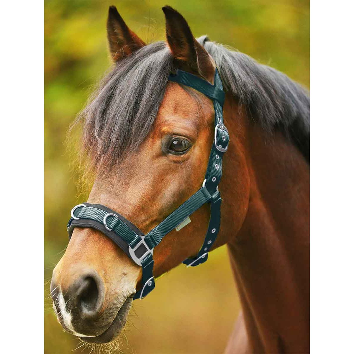 Economic Lunging Halter