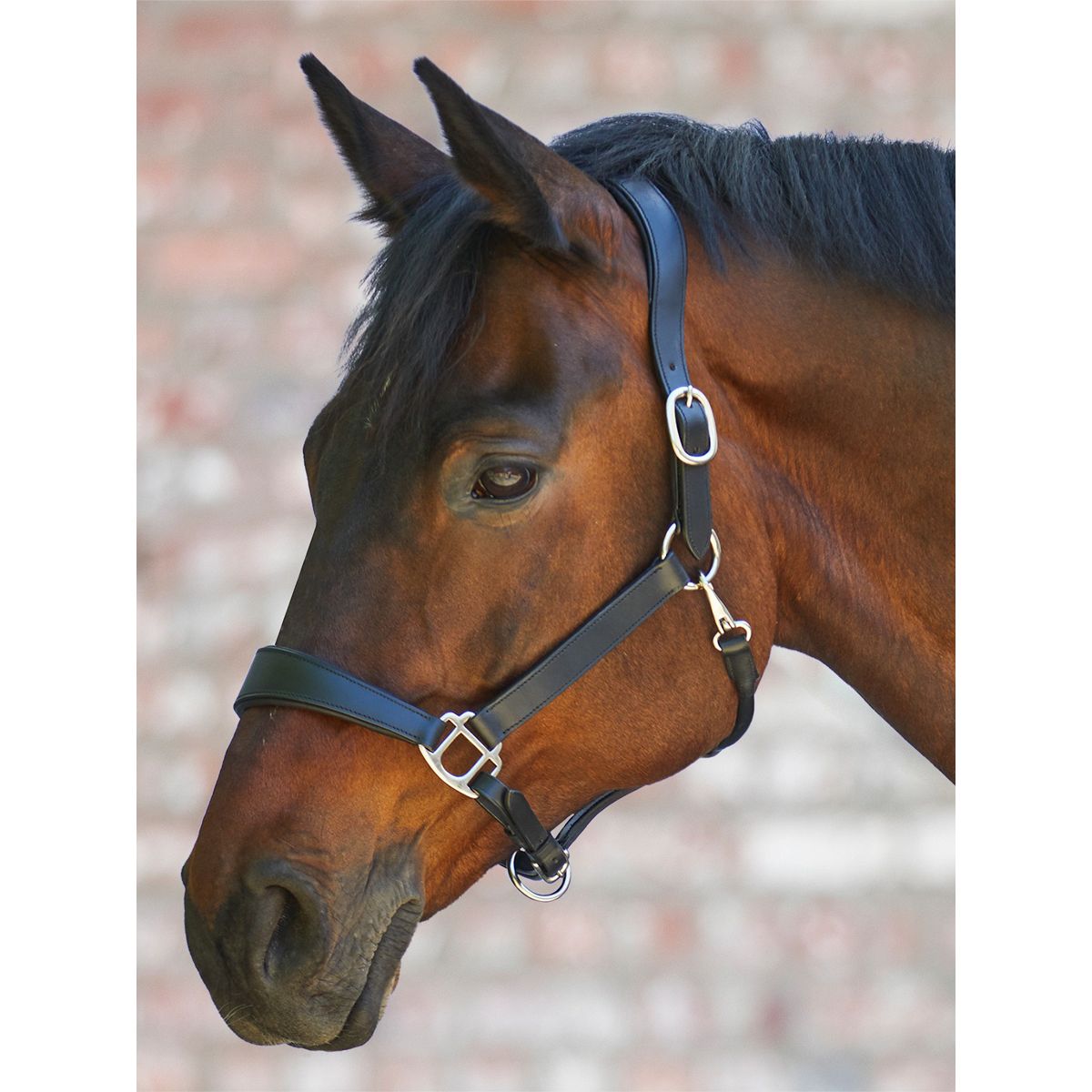 X-Line Leather Halter Anatomic