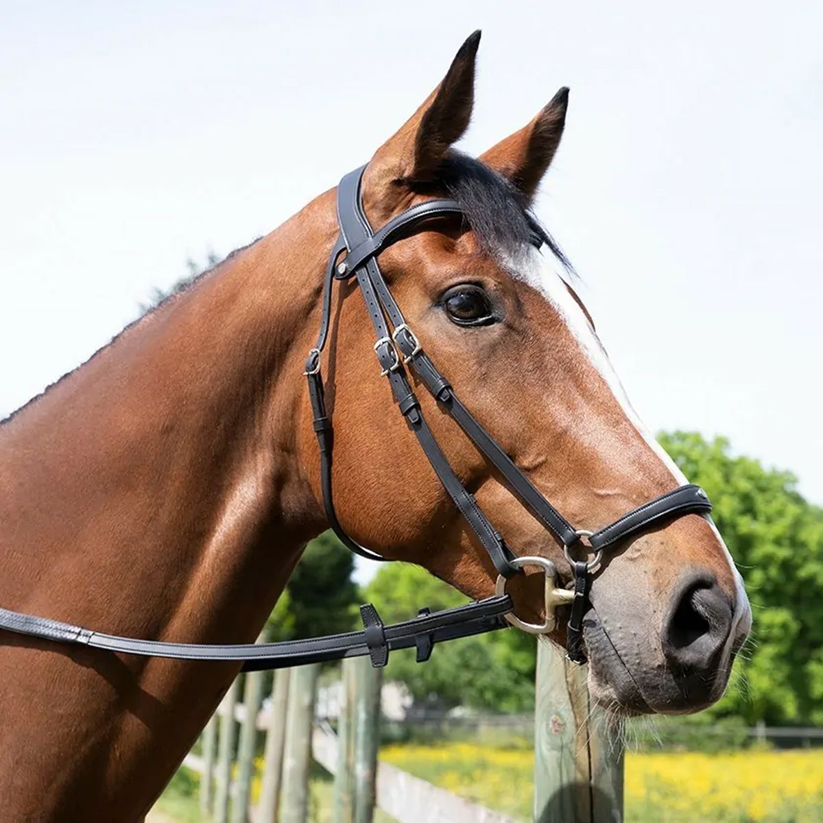 Antares Origin Anatomic Drop Noseband Bridle